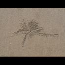 Nach jeder Flut räumen Krabben Sand aus ihrem Unterschlupf